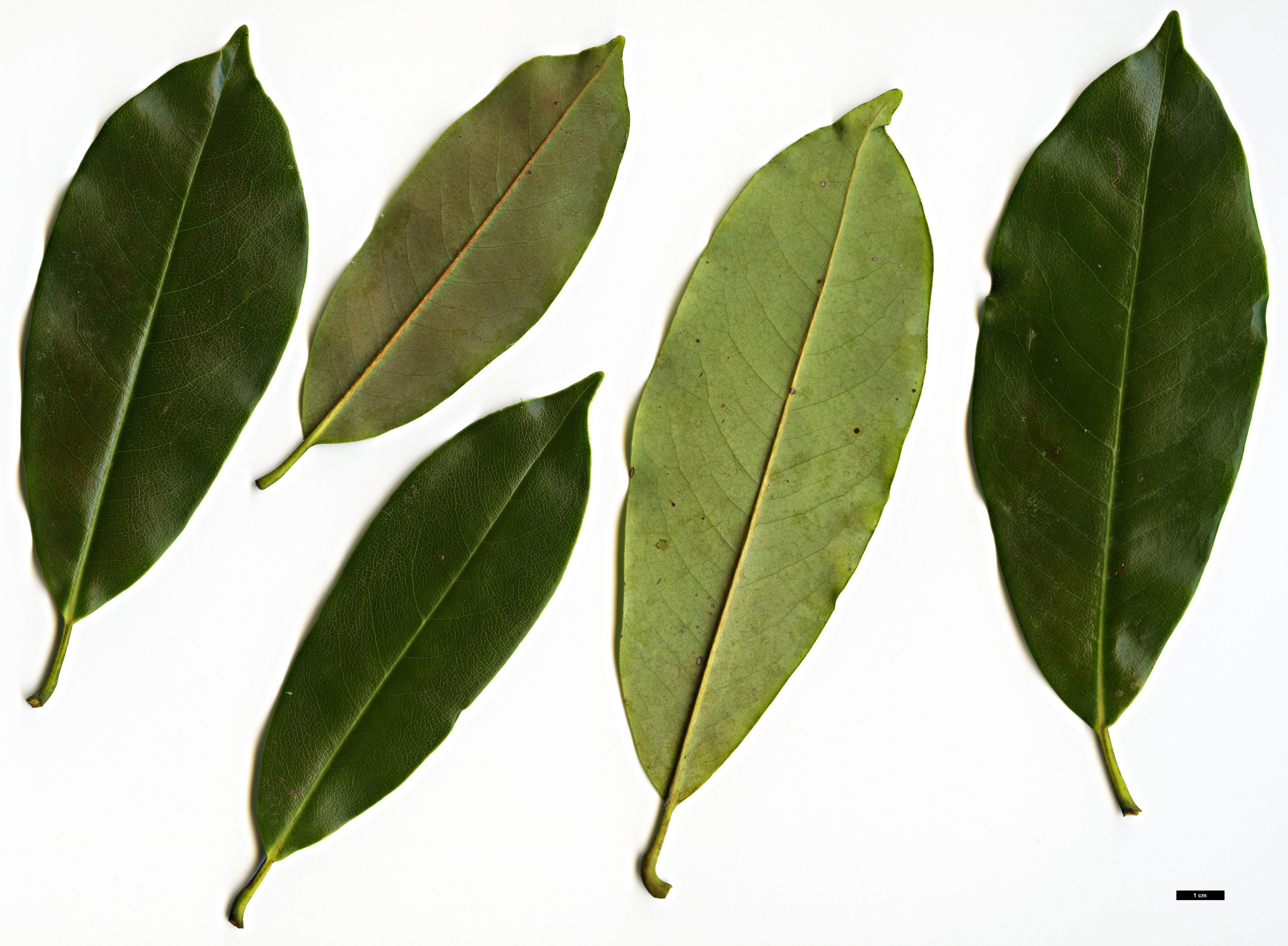 High resolution image: Family: Magnoliaceae - Genus: Magnolia - Taxon: cavaleriei - SpeciesSub: var. platypetala